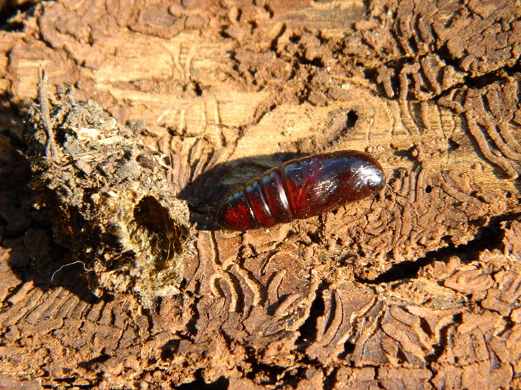 Dalla larva all''adulto: Subacronicta megacephala, Noctuidae